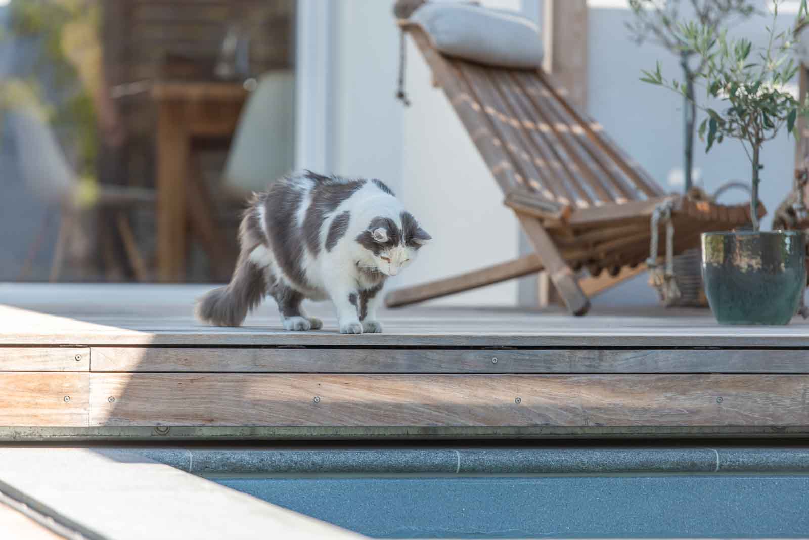 Pools, Abdeckungen, Pooldeck Gartenpool, Haustiere, Katze, Sicherheit