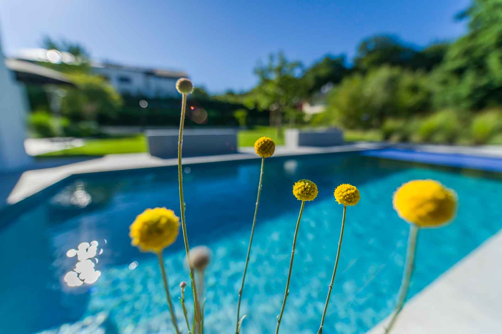 Outdoor-Paradies Craspedia, Drumsticks, Kontrast, Pool